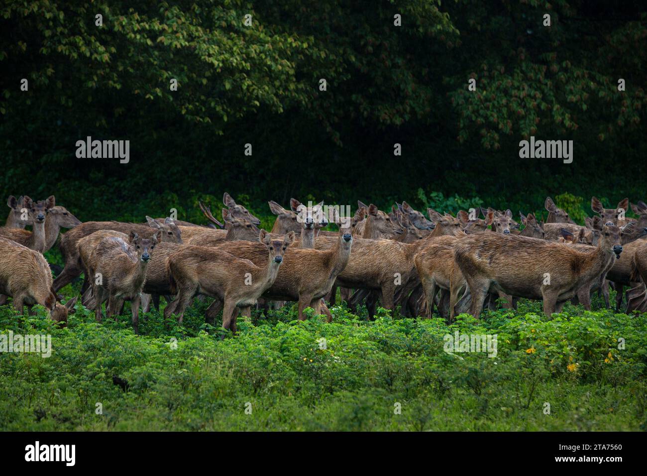 Herd of Deer, Baluran National Park, Situbondo Regency, East Java, Indonesia Stock Photo