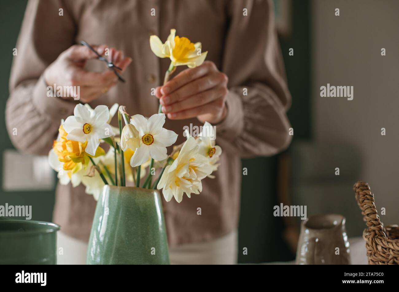 Closeup of a woman arranging a bunch of daffodils in a vase Stock