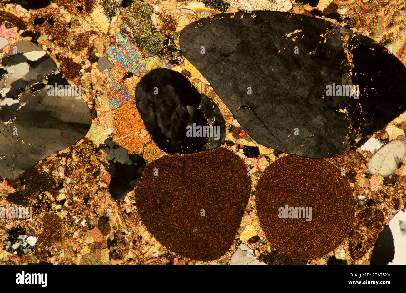 Pudding stone is a sedimentary rock. Photomicrograph, thin section