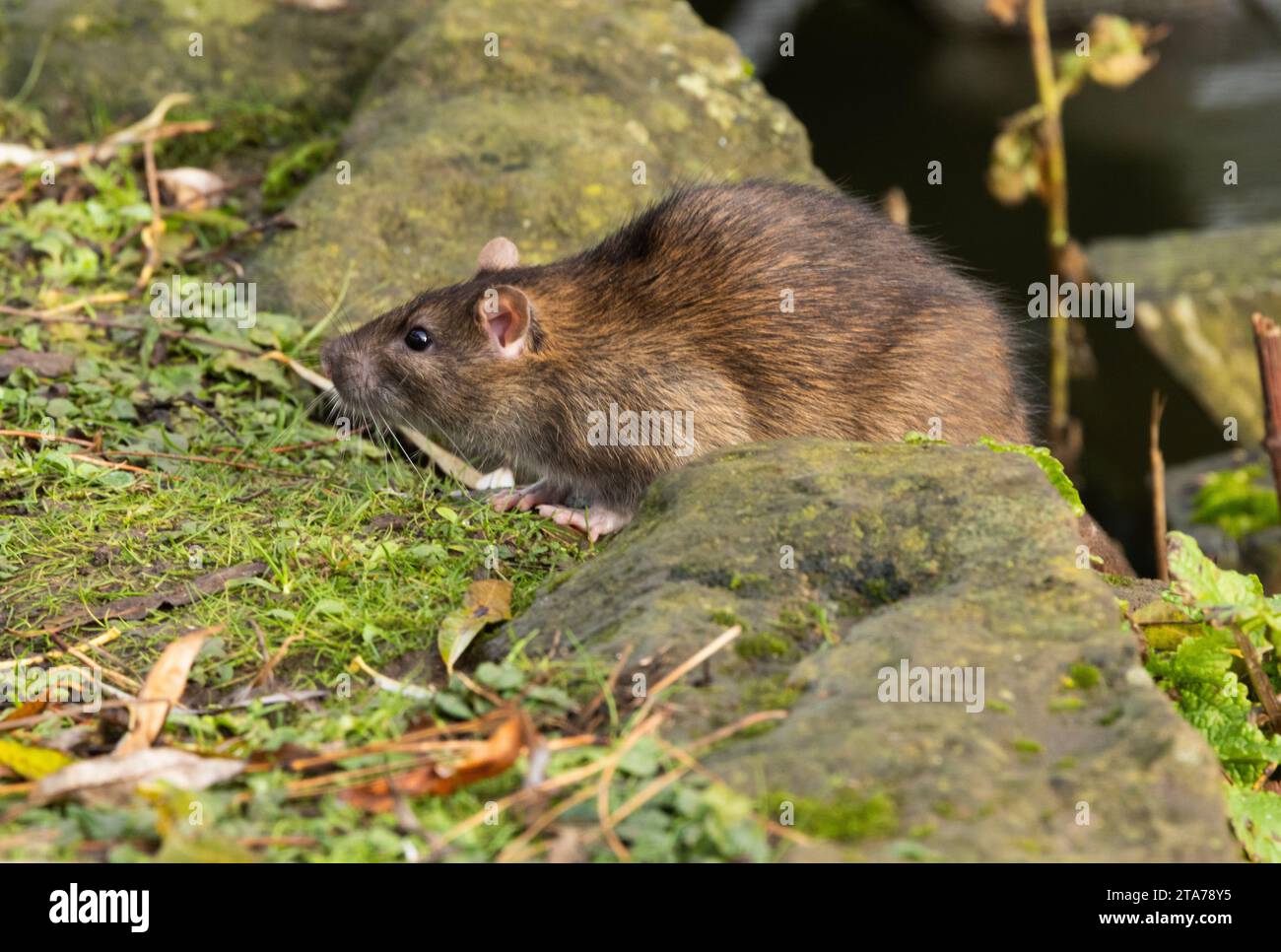 The Brown Rat is one of the few mammals to thrive around mankind. They are intelligent and quick to exploit any form of food and shelter provided. Stock Photo