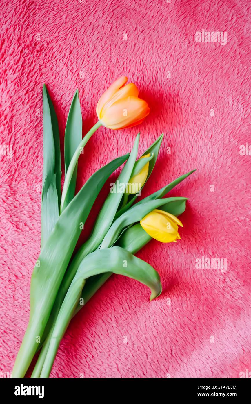 Tulip flowers on pink soft background. Stock Photo