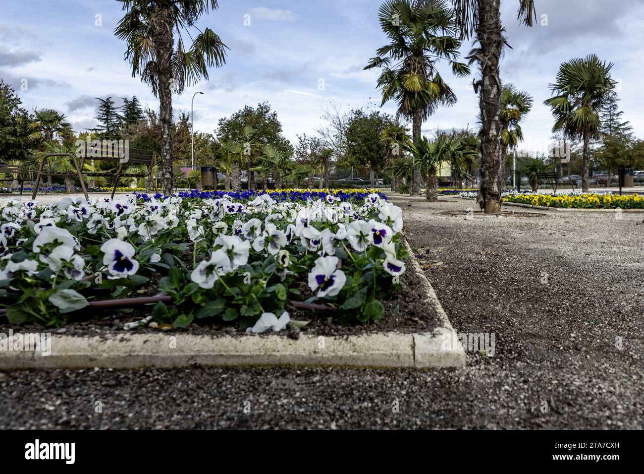 flower beds of different colors with white ones in the foreground Stock Photo