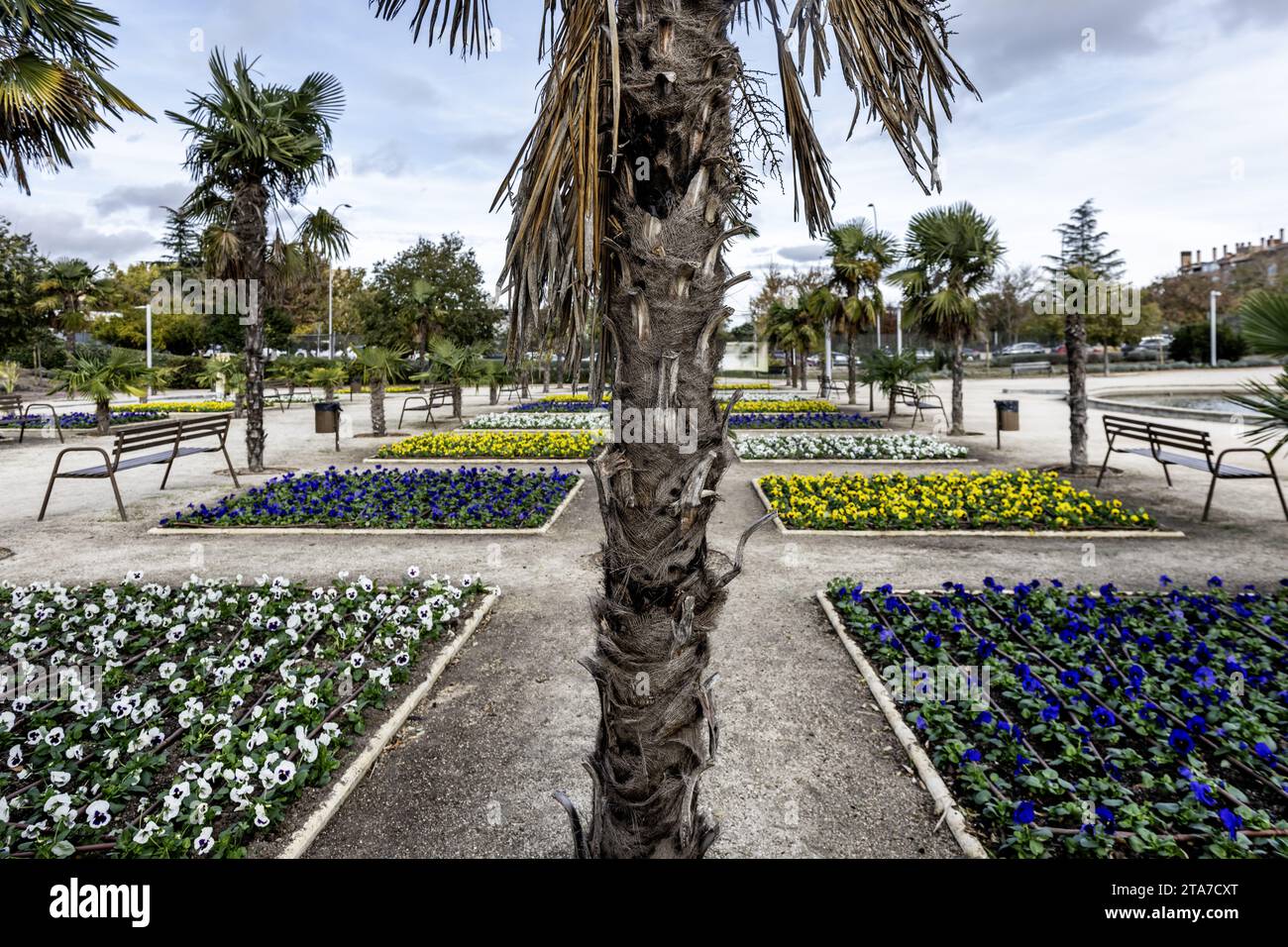 flower beds of different colors with controlled irrigation tubes placed in a line and flanked by palm trees in an urban park with sandy soils Stock Photo