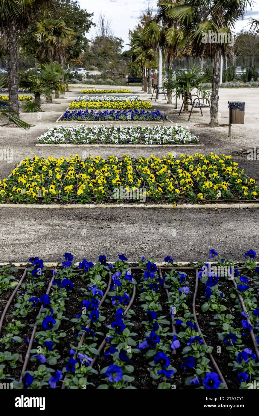 flower beds of different colors with controlled irrigation tubes placed in a line and flanked by palm trees Stock Photo