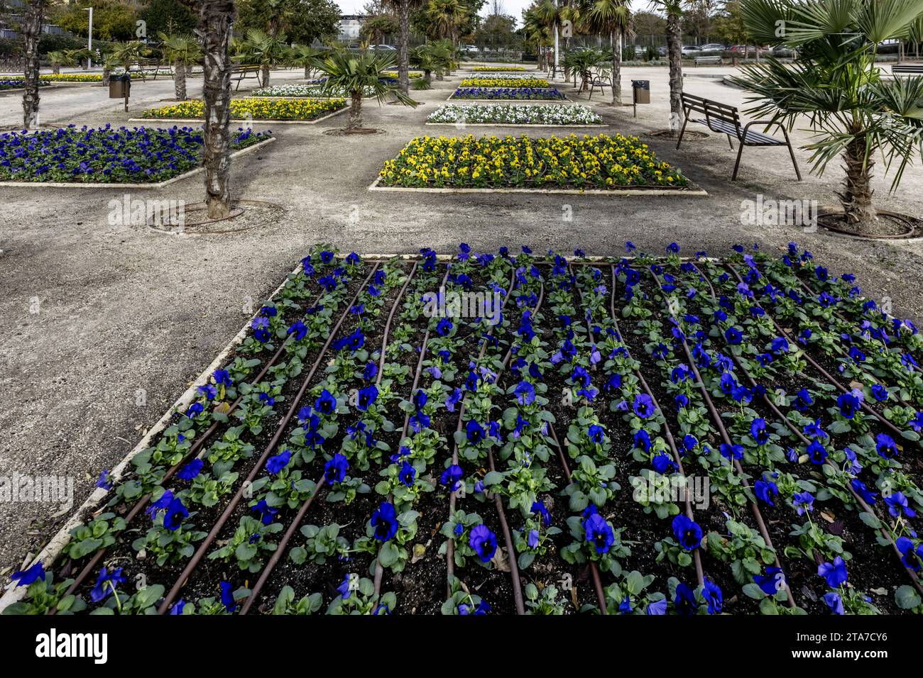 flower beds of different colors with controlled irrigation tubes Stock Photo