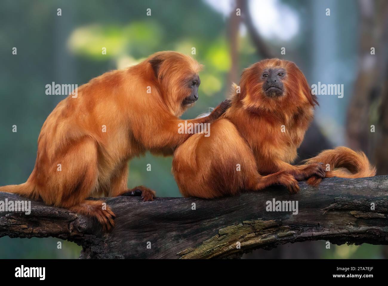 Golden Lion Tamarins Grooming (Leontopithecus rosalia) Stock Photo