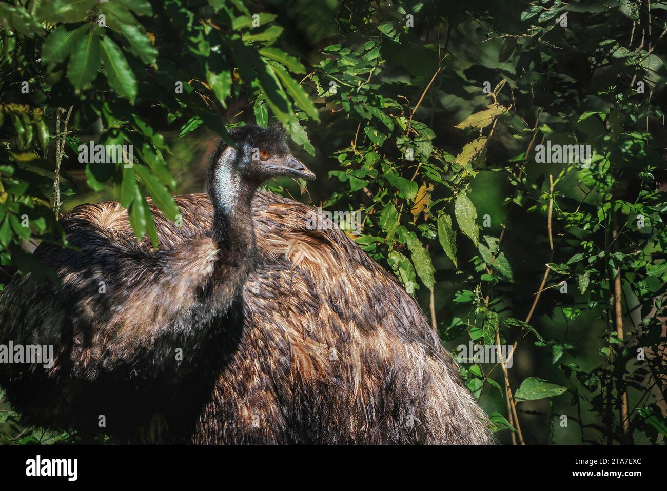 Emu (Dromaius novaehollandiae) - Australian Flightless Bird Stock Photo
