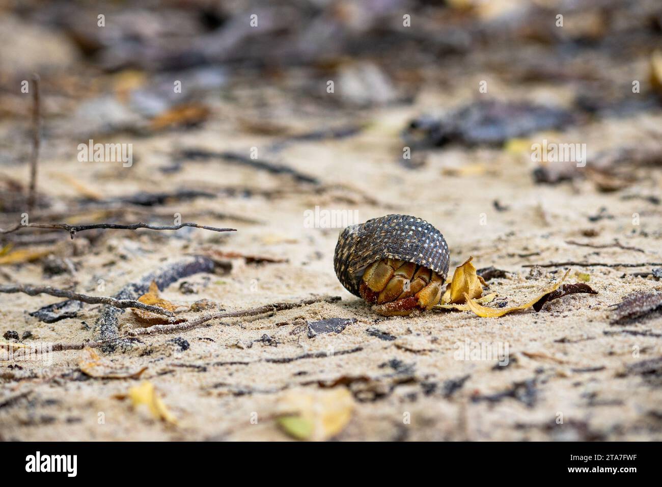 Galapagos hermit crabs hi-res stock photography and images - Alamy
