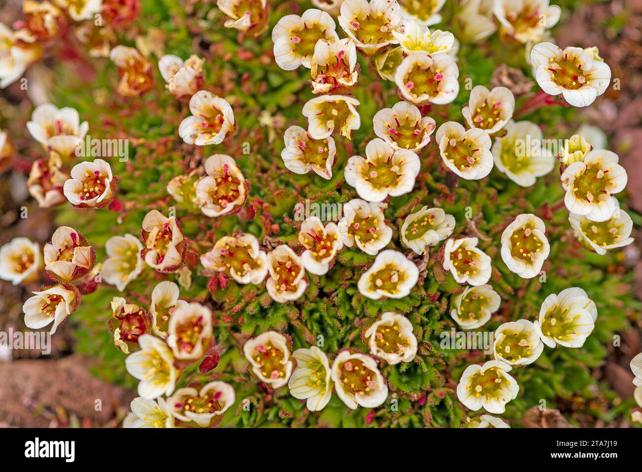 Tufted Saxifrage in the Arctic Tundra on Spitsbergen Island in the Svalbard Islands Stock Photo