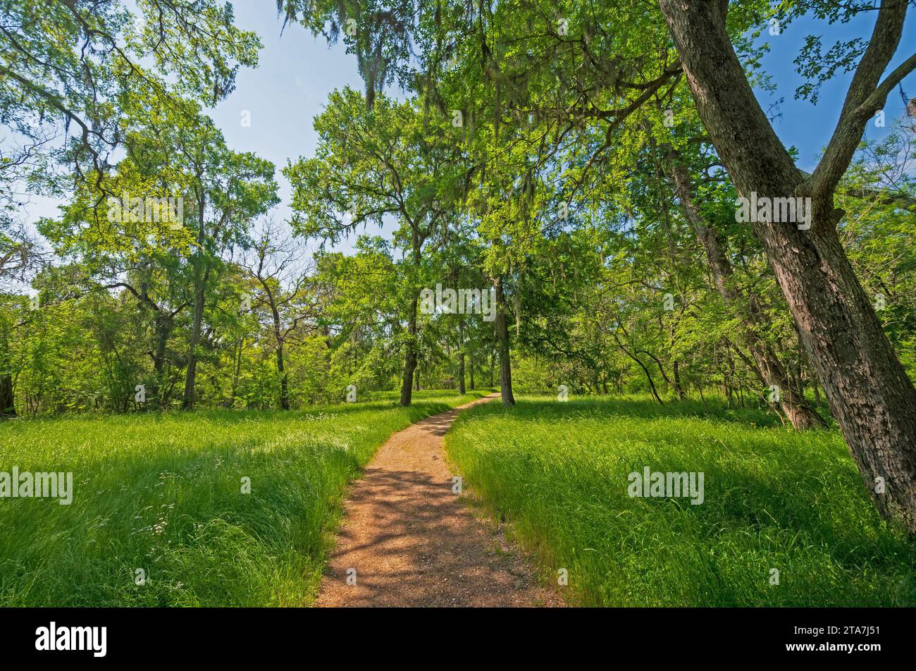 Serene Path Under the Live Oaks in Brazos Bend State Park in Texas Stock Photo