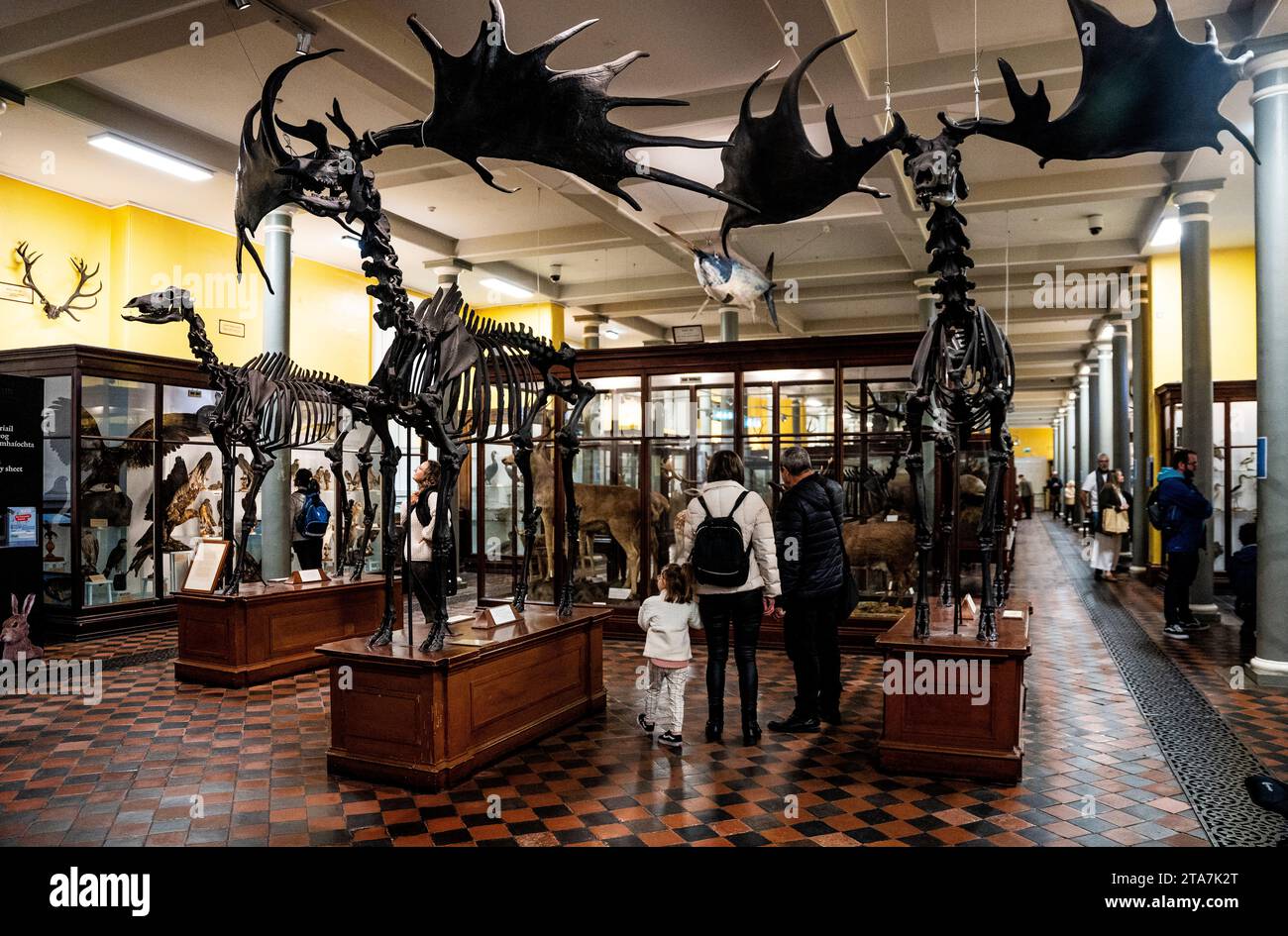 Ground floor of National Museum of Ireland – Natural History, also called the Dead Zoo, with a skeleton of giant Irish deer, in Merrion Street, Dublin Stock Photo