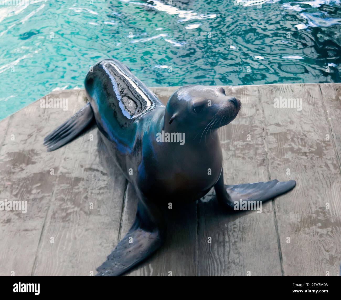 California Sea Lions performing at a public display at the New England