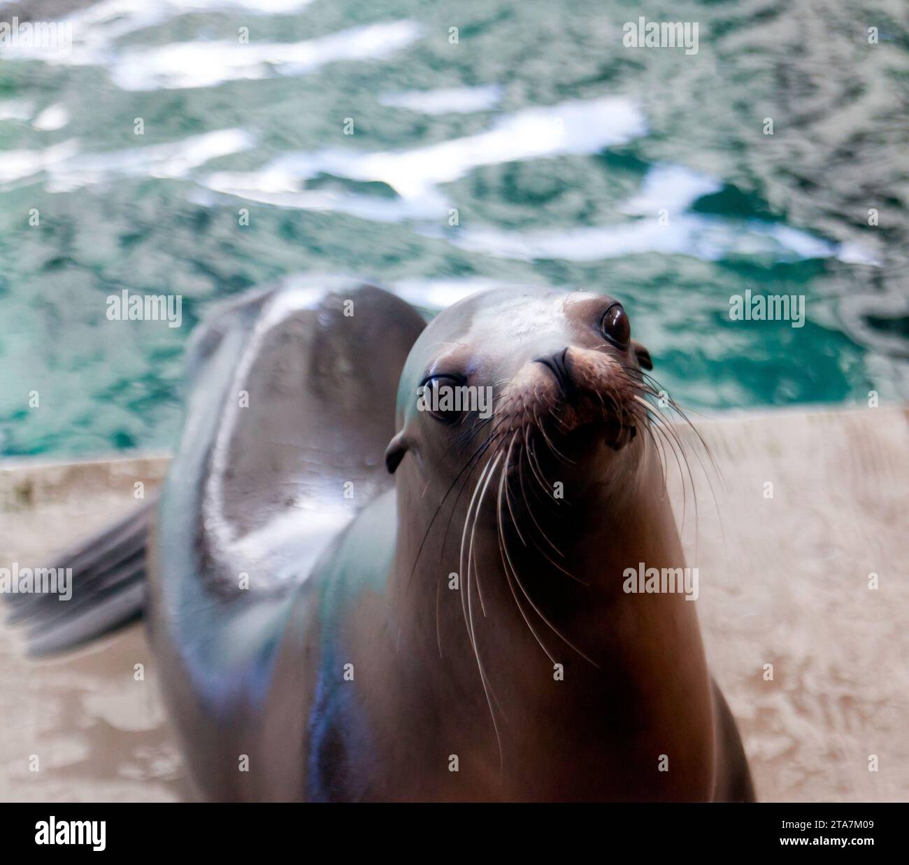 California Sea Lions performing at a public display at the New England