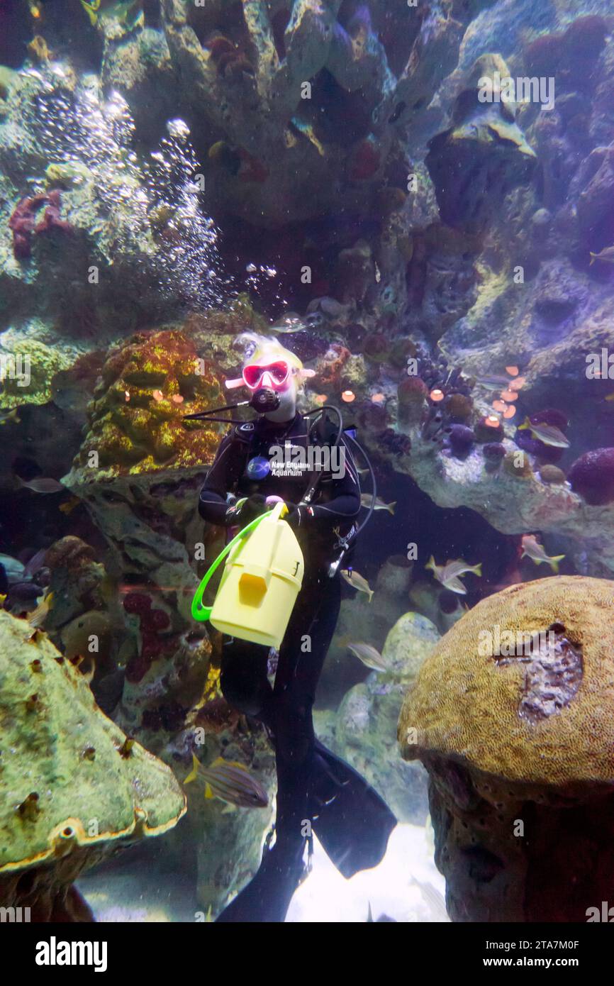Female diver inside the Giant Ocean Tank at the New England Aquarium