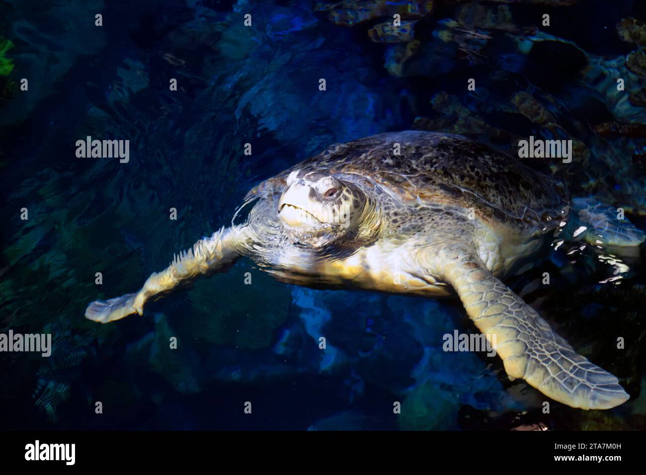 Myrtle the Green sea turtle, in the Giant Ocean Tank at the New England