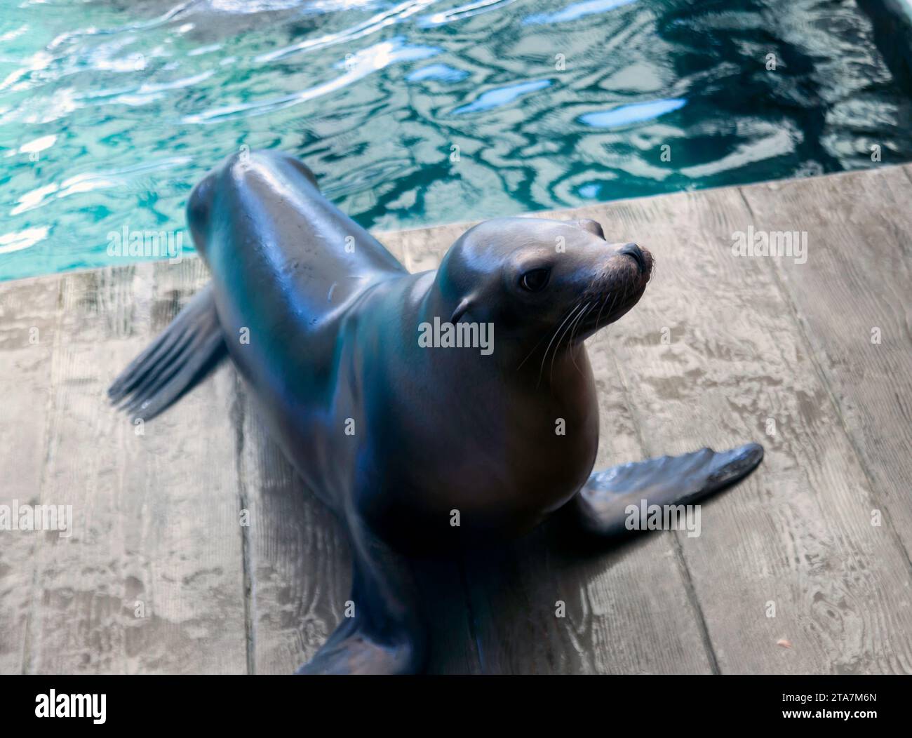 California Sea Lions performing at a public display at the New England