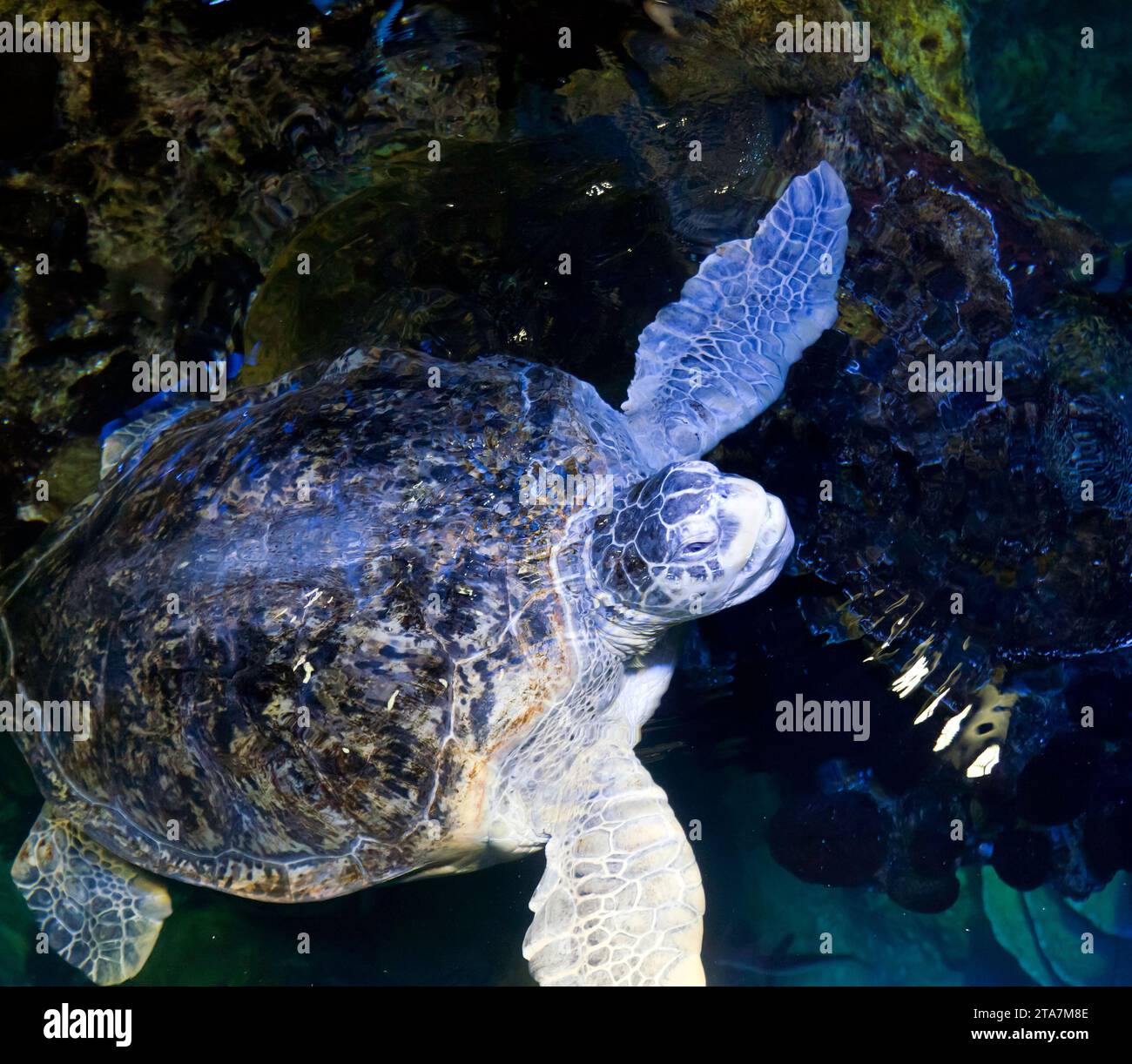 Myrtle the Green sea turtle, in the Giant Ocean Tank at the New England