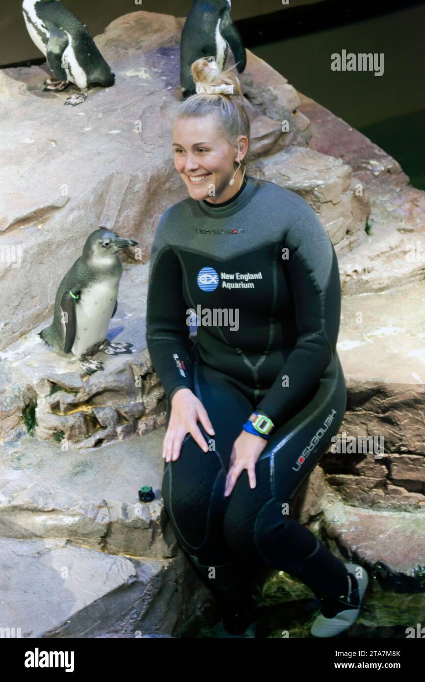 Member of staff with an African penguins, at the New England Aquarium