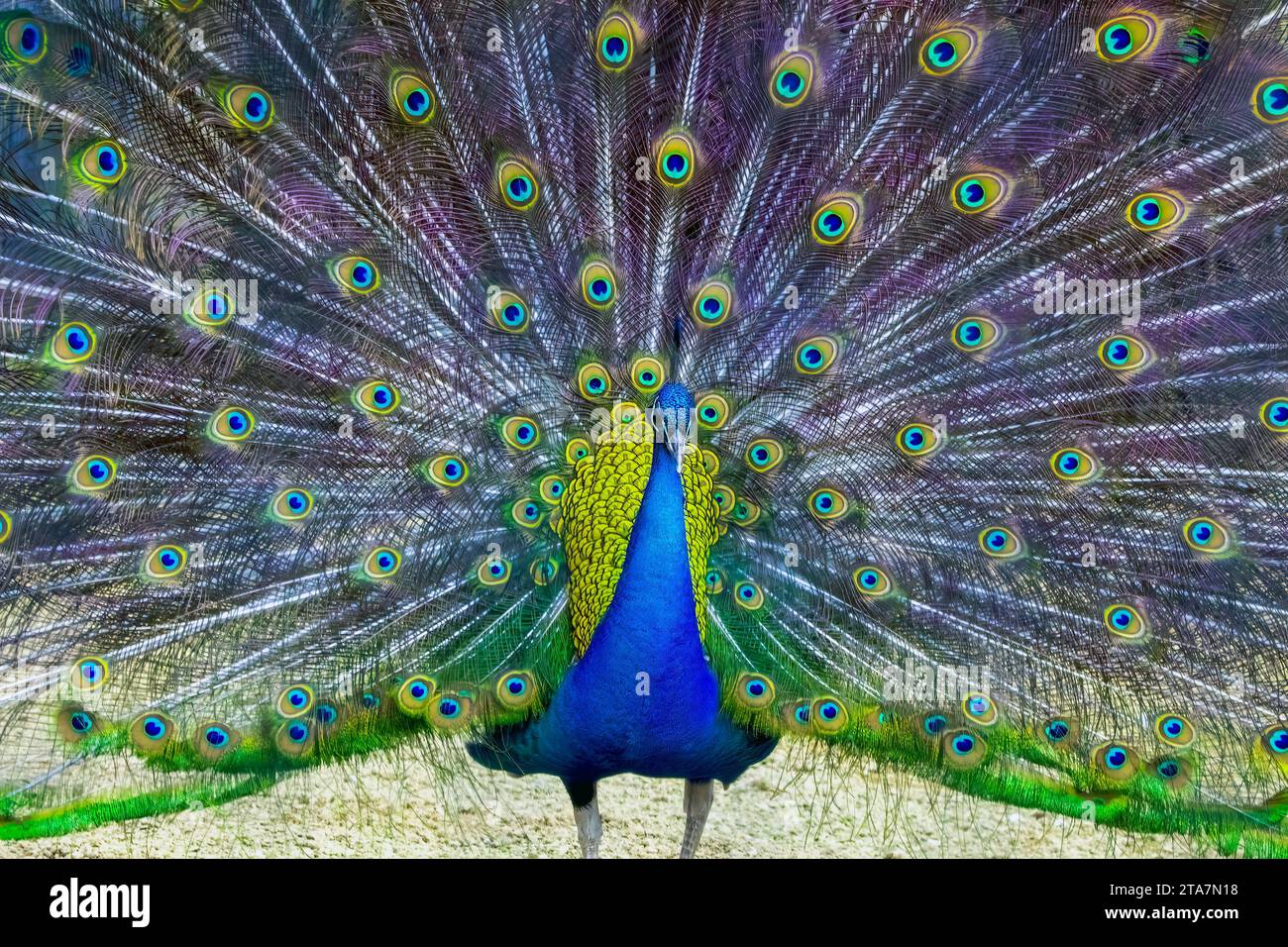 Peacock display Stock Photo