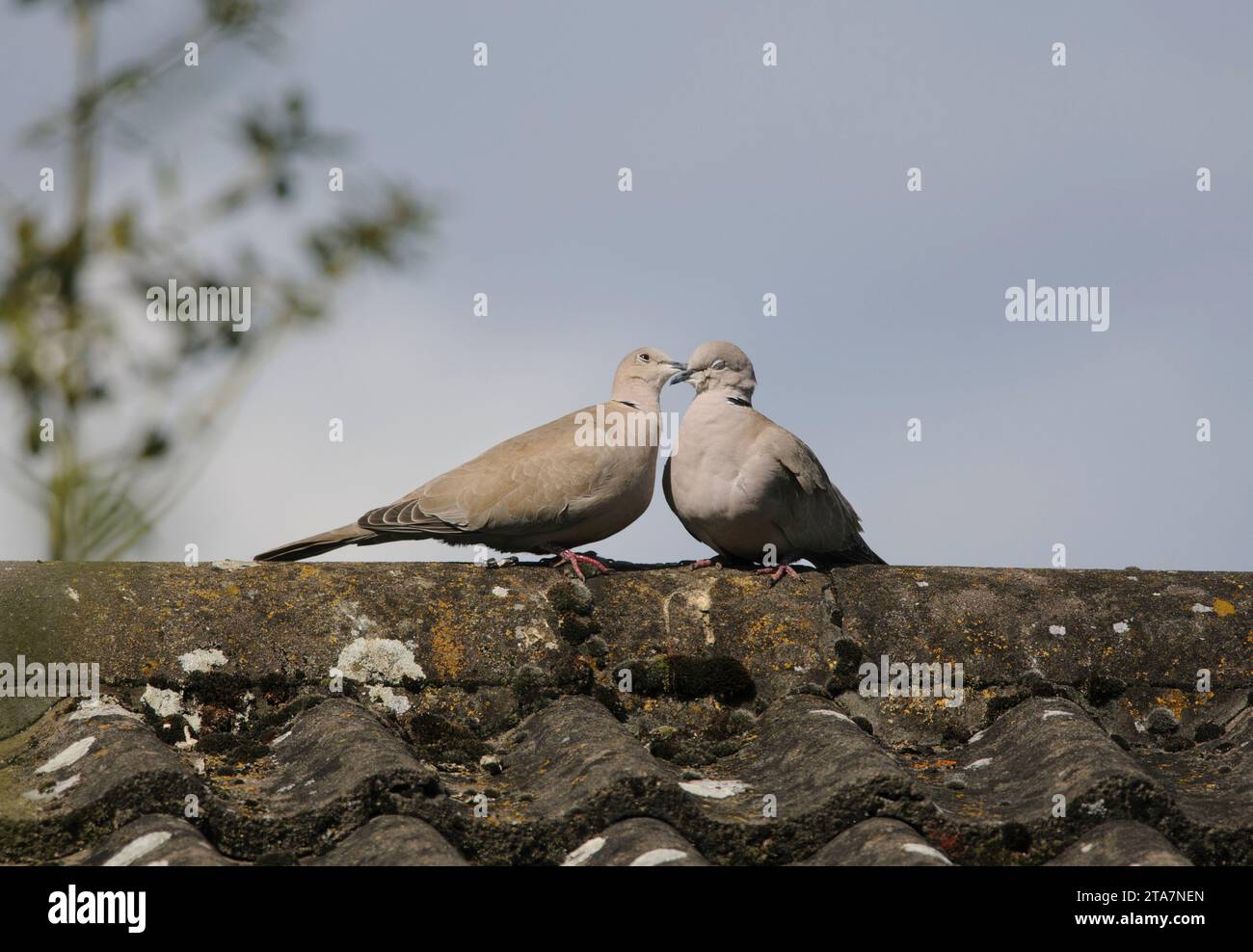 Eurasian collared dove Streptopelia decaocto, pair performing courtship