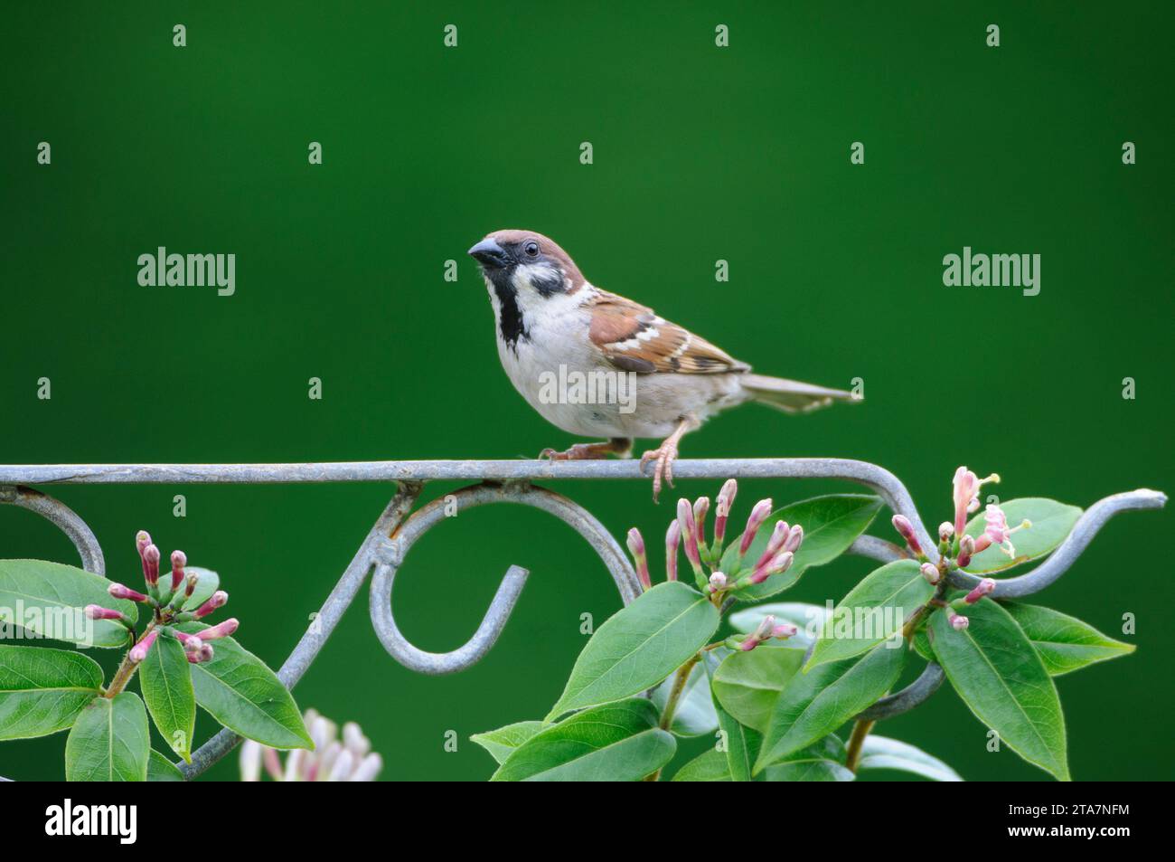 Eurasian tree sparrow Passer montanus, perched on hanging bracket with
