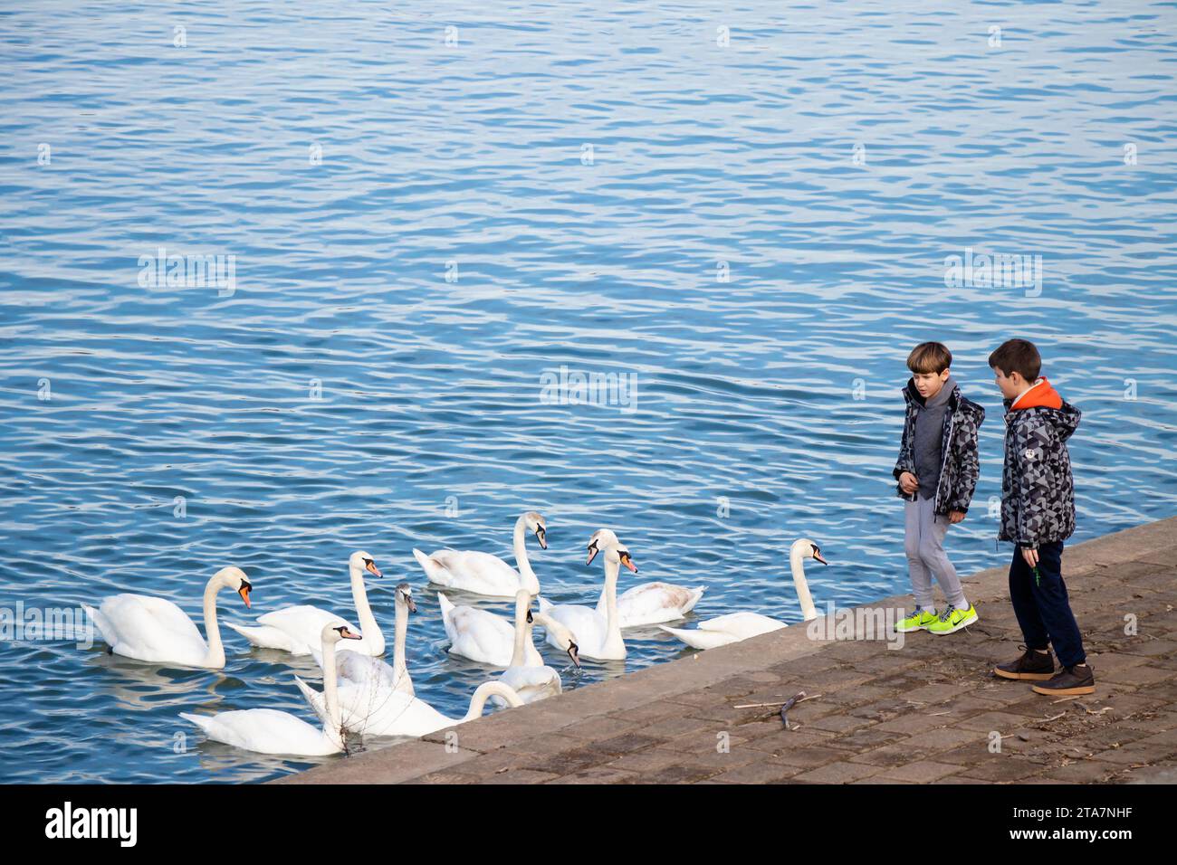 Belgrade, Serbia - December 02, 2020: Two boys feeding swans from the river bank promenade, on sunny winter day Stock Photo