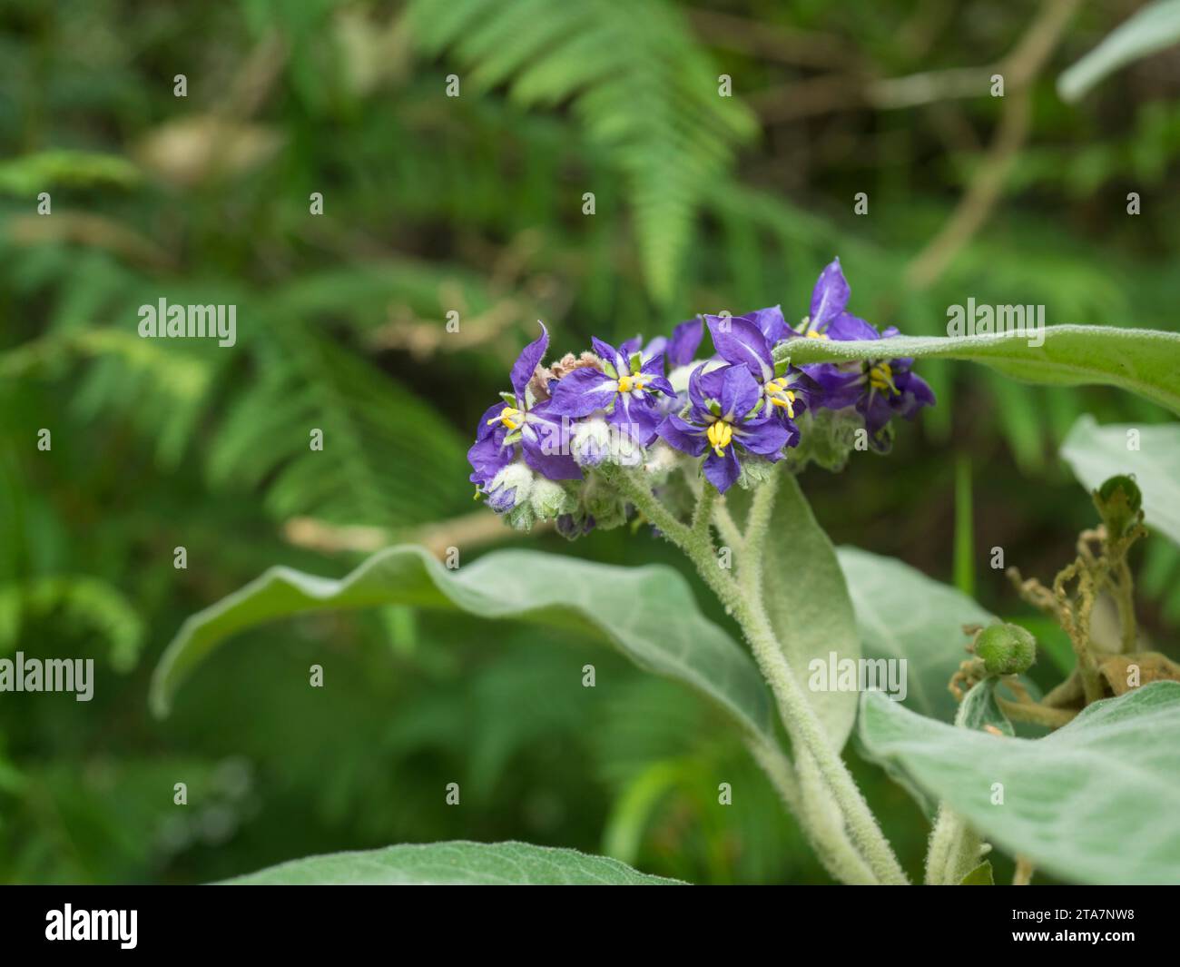 Close up Solanum mauritianum, wild tobacco, flower in bloom with background of green leaves, selective focus Stock Photo