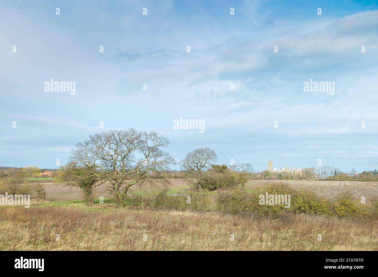 View across Parklands landscape with tall grasses and trees and ancient