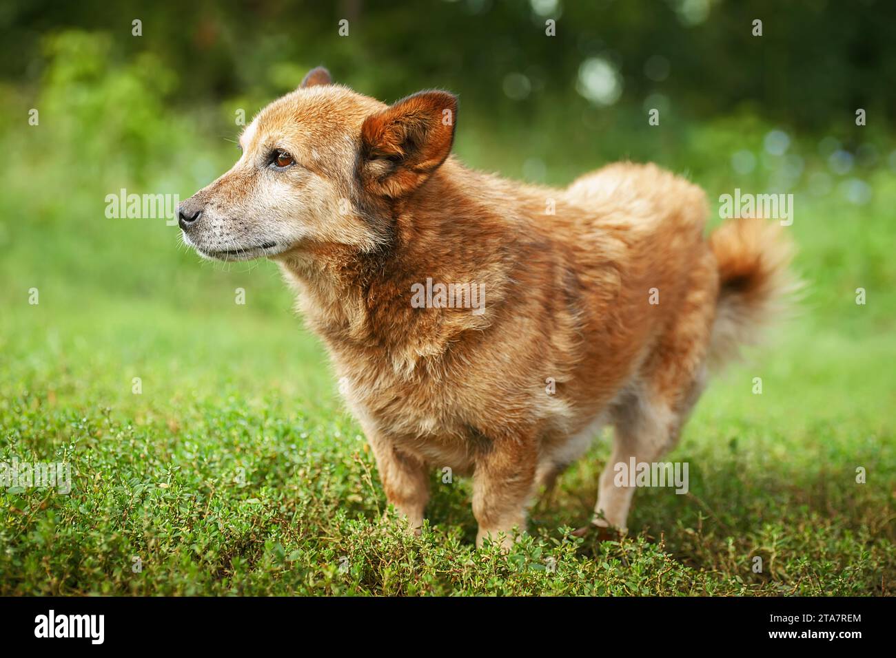 Red mongrel dog walks in the park. Half breed white Swiss shepherd walks in fresh air on the green grass and enjoys life Stock Photo