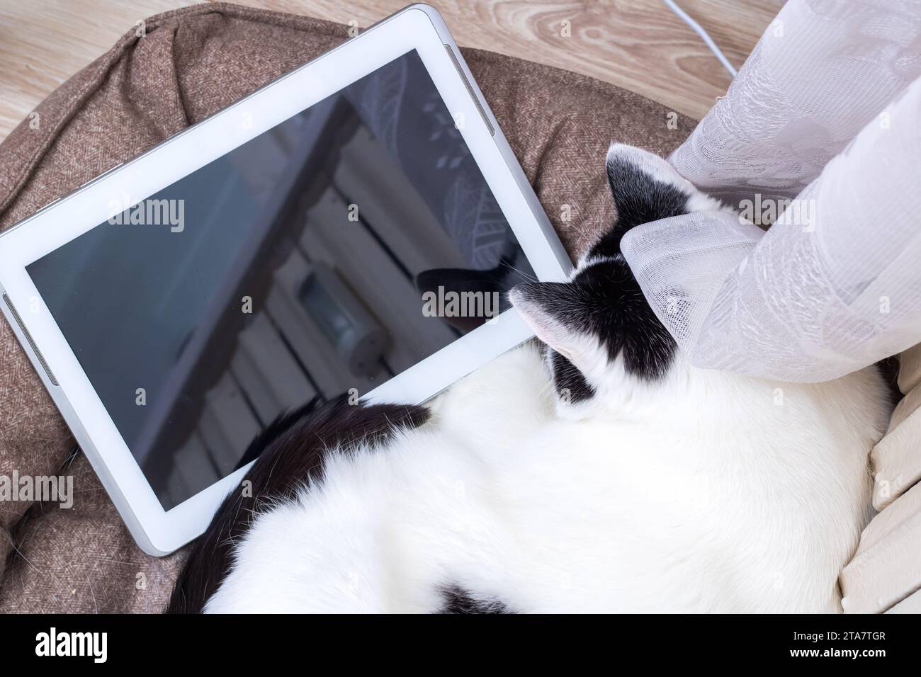 A white cat looking at a tablet screen close up Stock Photo - Alamy