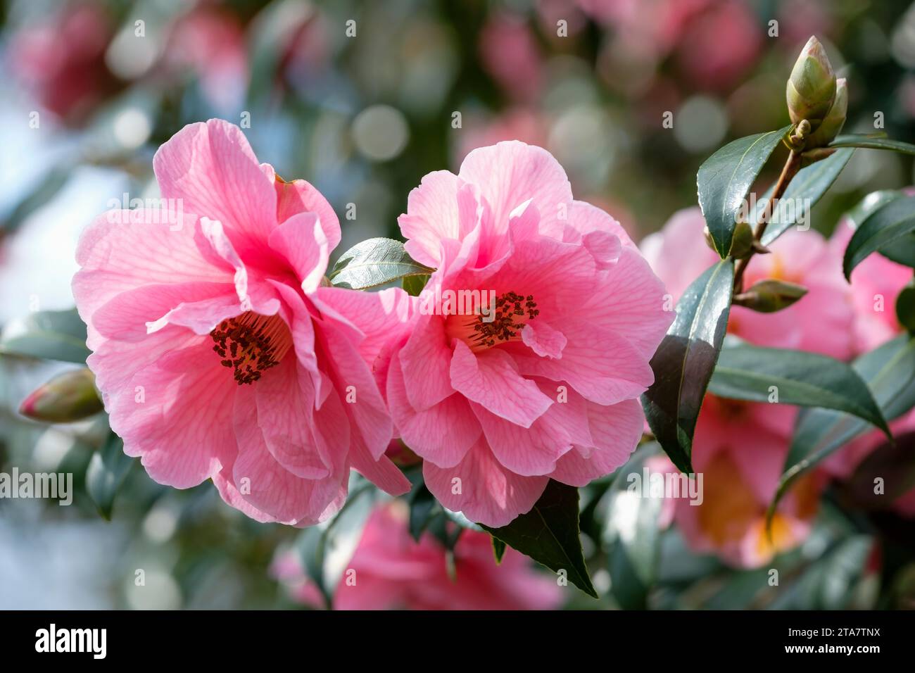 Camellia × williamsii Donation, large, semidouble, soft pink, saucer