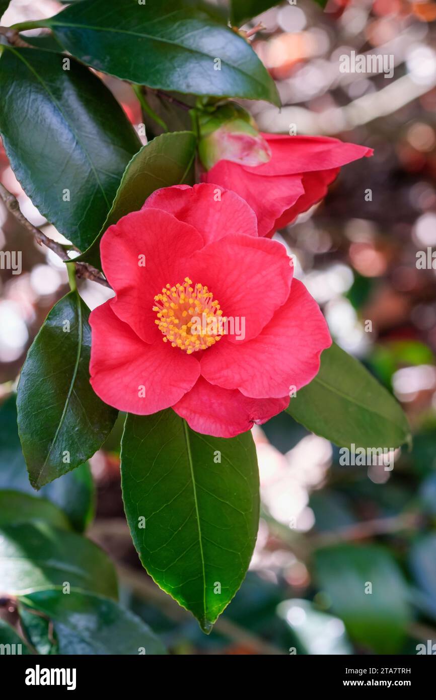 Camellia japonica Sylva, camellia Sylva, single crimson flowers, yellow stamens in early spring Stock Photo