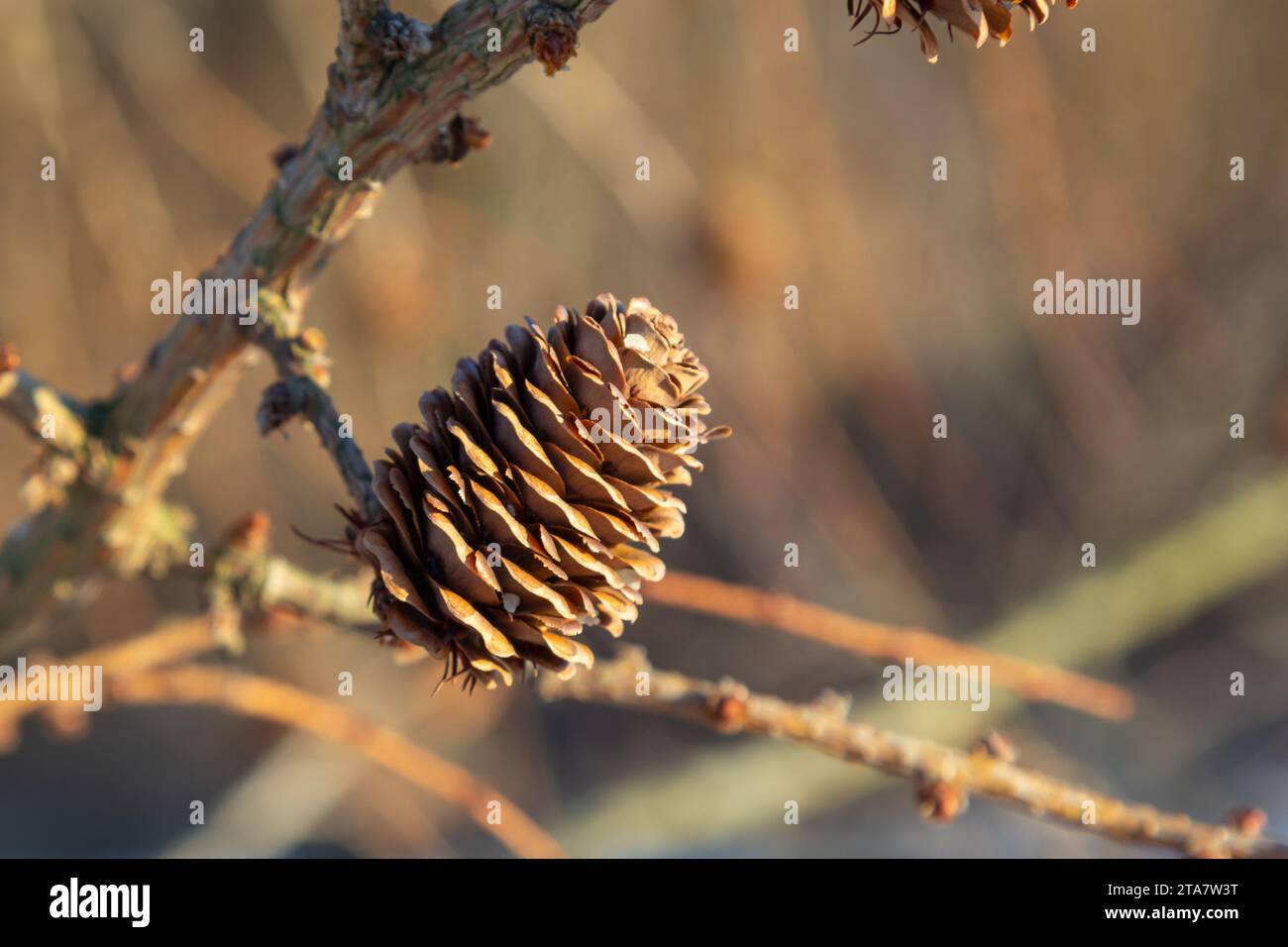 European larch, Larix decidua, tree, detail of branch with cones in winter. Stock Photo