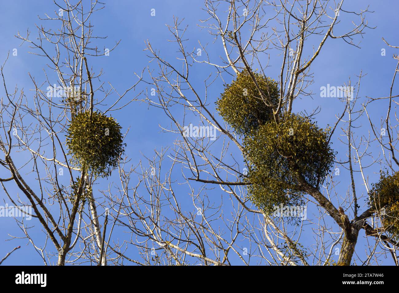 A sick withered tree attacked by mistletoe, viscum. They are woody ...