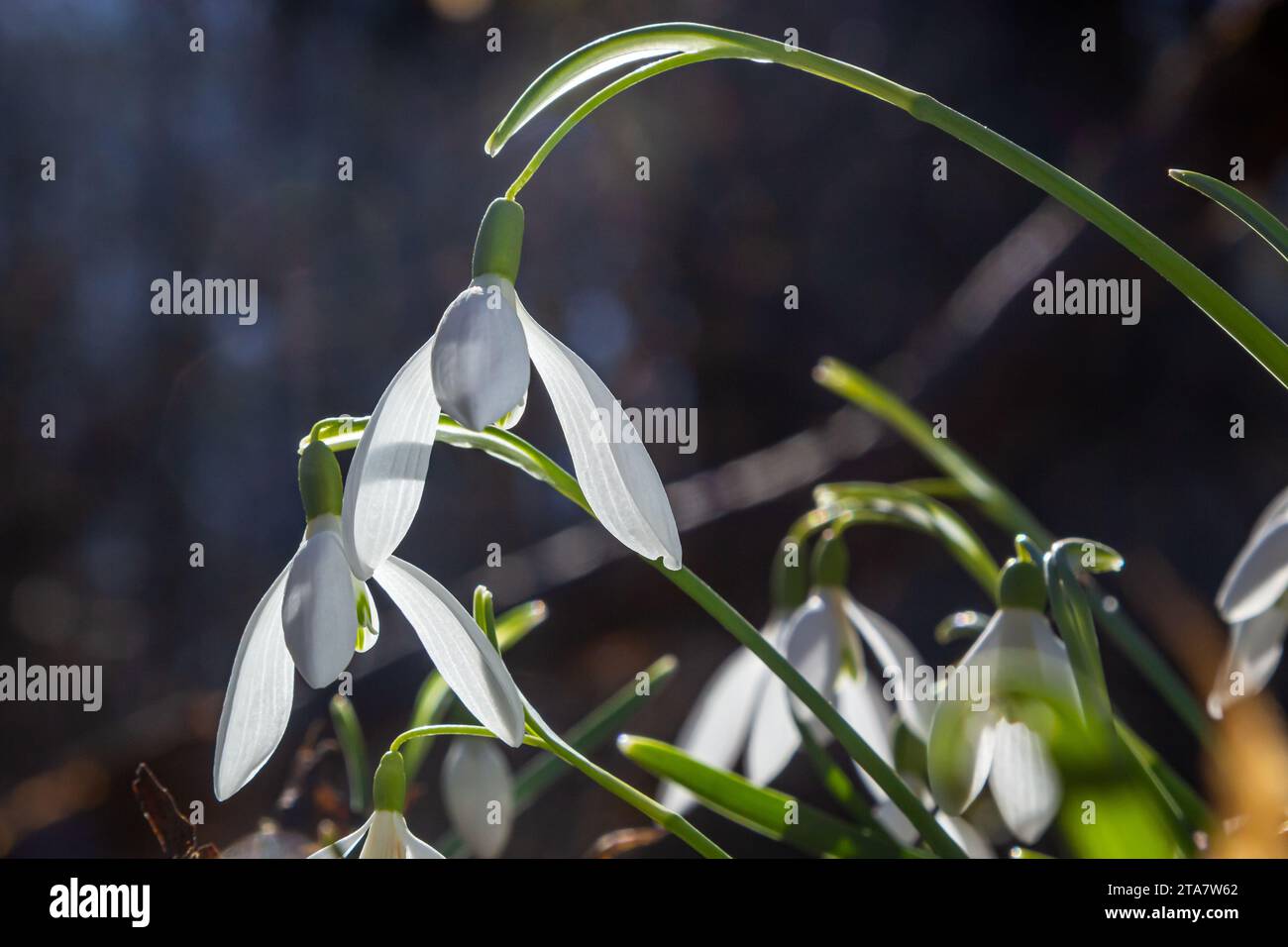 White snowdrop flower, close up. Galanthus blossoms illuminated by the sun in the green blurred background, early spring. Galanthus nivalis bulbous, p Stock Photo