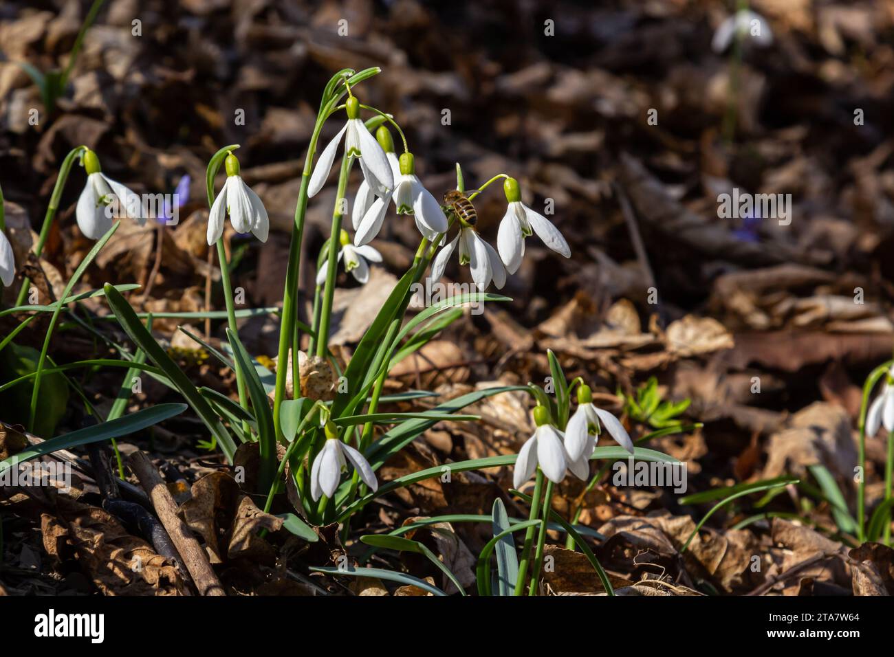 White snowdrop flower, close up. Galanthus blossoms illuminated by the sun in the green blurred background, early spring. Galanthus nivalis bulbous, p Stock Photo