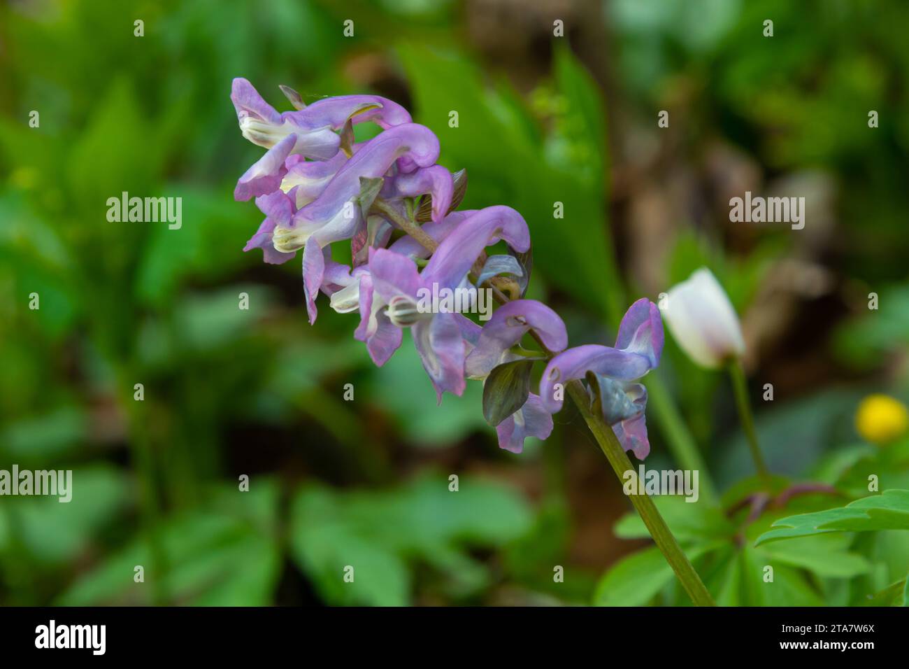 Hollow-root, Corydalis cava, blooming on the forest floor in a park during spring. Stock Photo