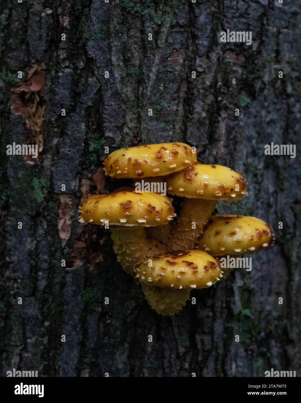 Group of five sharp-scaly pholiota mushrooms  growing on tree trunk Stock Photo