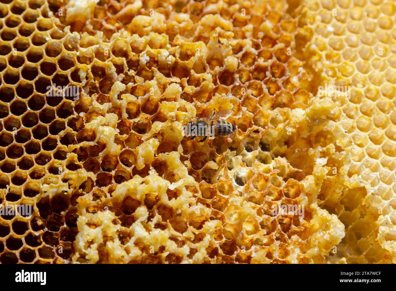 Bees working on honey cells. Close up macro. World Bee Day. Copy paste ...