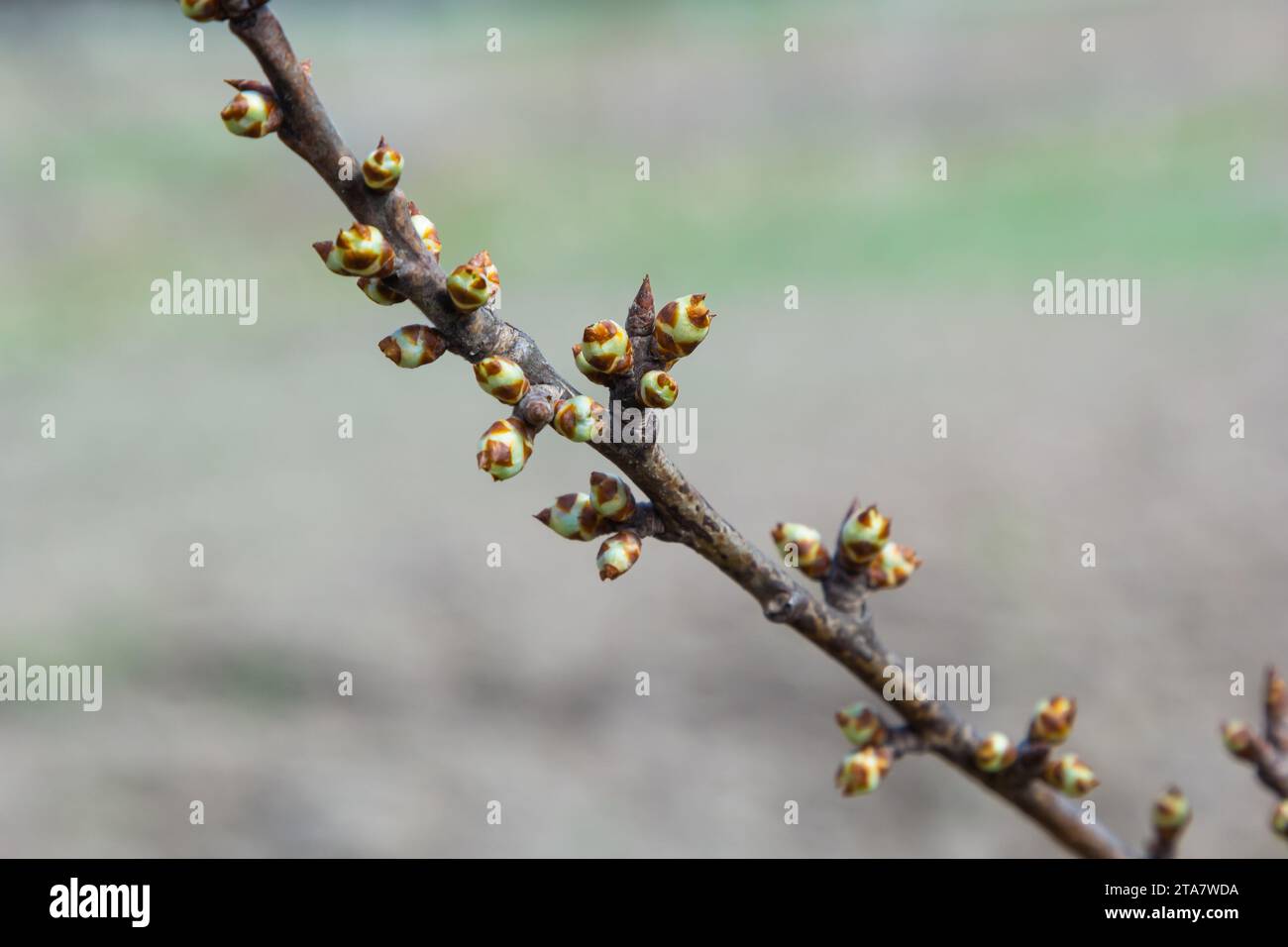 budding buds on a tree branch in early spring macro. Stock Photo