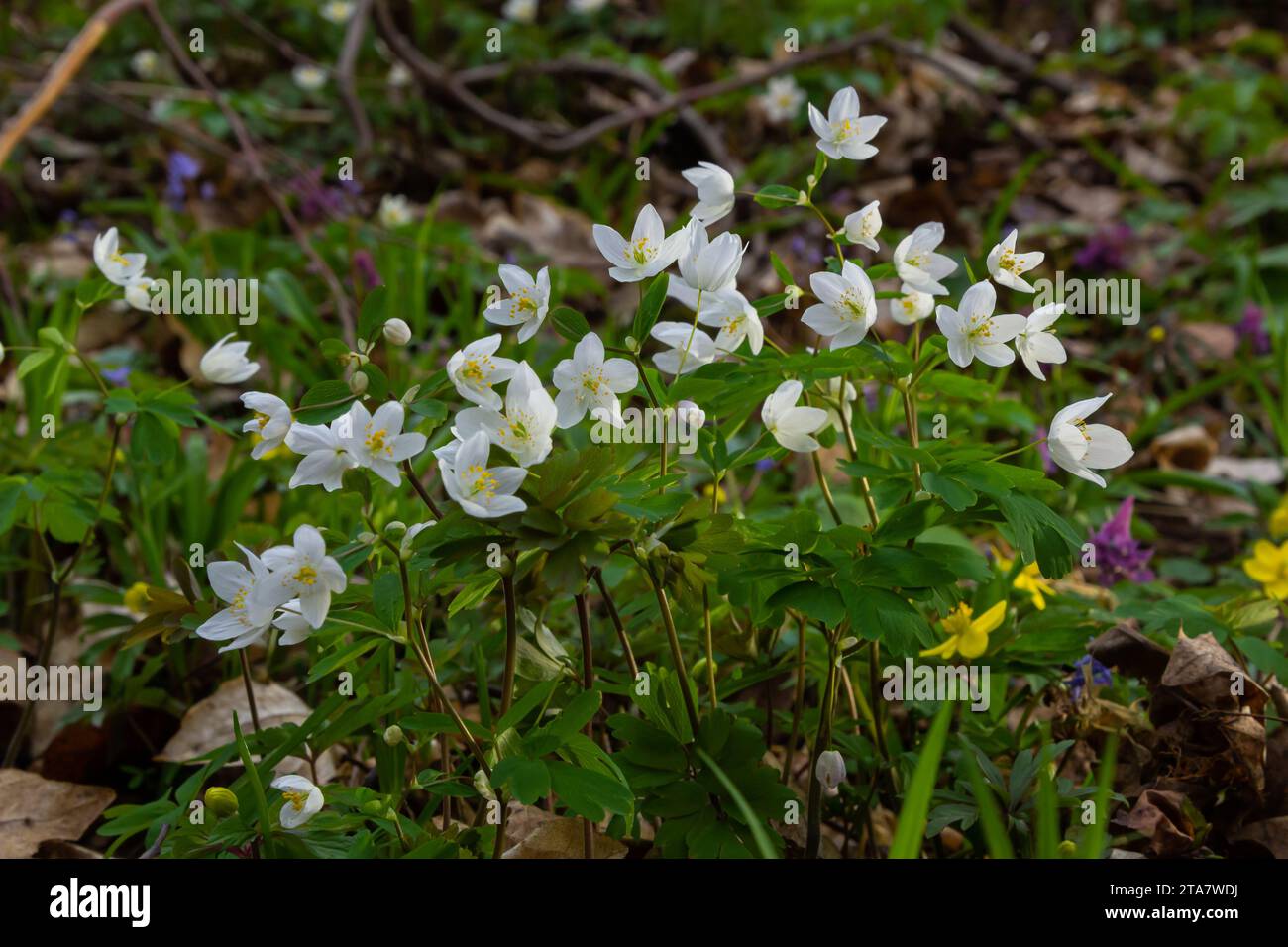 False Anemone or Isopyrum thalictroides, white anemone like flowering early spring european plant inhabitating woodlands, family Ranunculaceae native Stock Photo