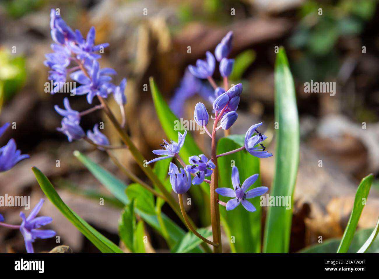 In the spring forest bloom ephemeroid plant Scilla bifolia against the background of the solar disk. Scilla bifolia in a natural habitat. Stock Photo
