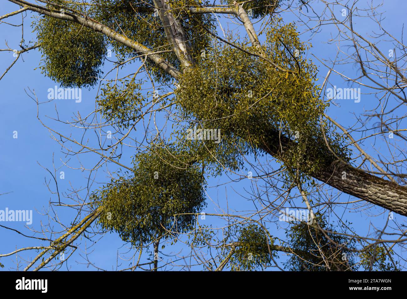 A sick withered tree attacked by mistletoe, viscum. They are woody, obligate hemiparasitic shrubs. Stock Photo