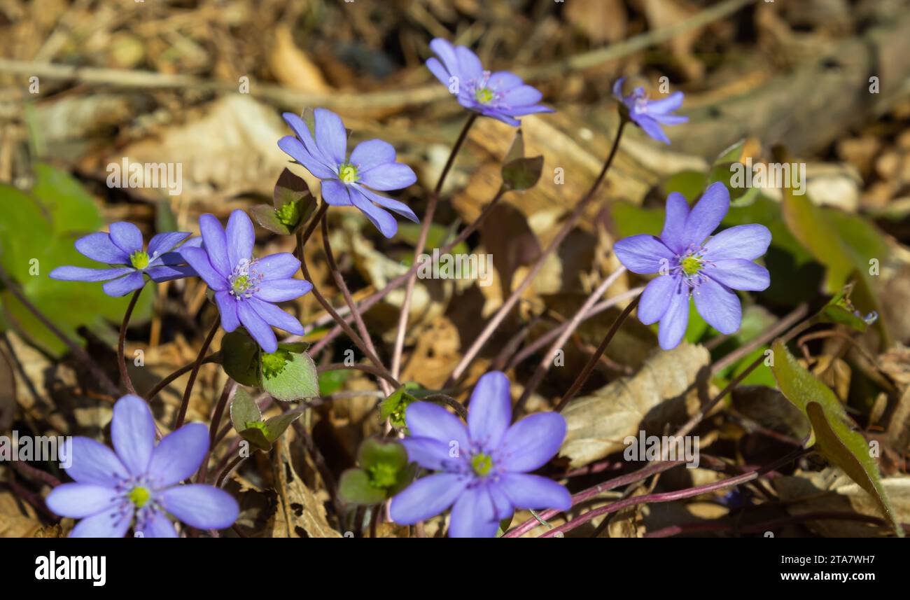 group of beautiful, purple first spring bloomers - wildflowers Large blue hepatica, Hepatica transsilvanica, in bright sunlight in early spring. Beaut Stock Photo