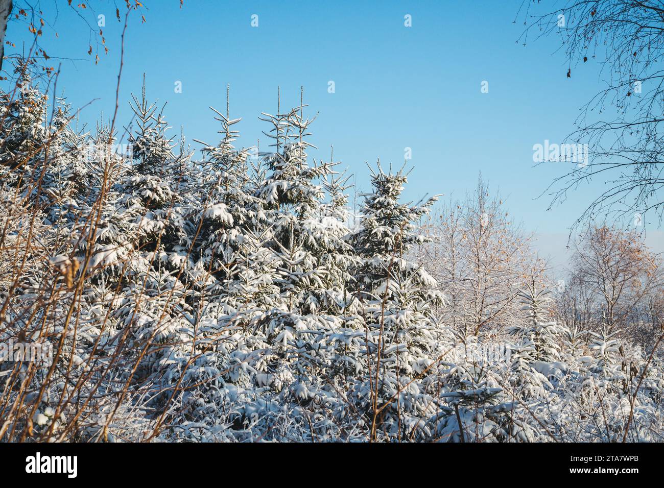 Winter in the Waldviertel, Austria Stock Photo