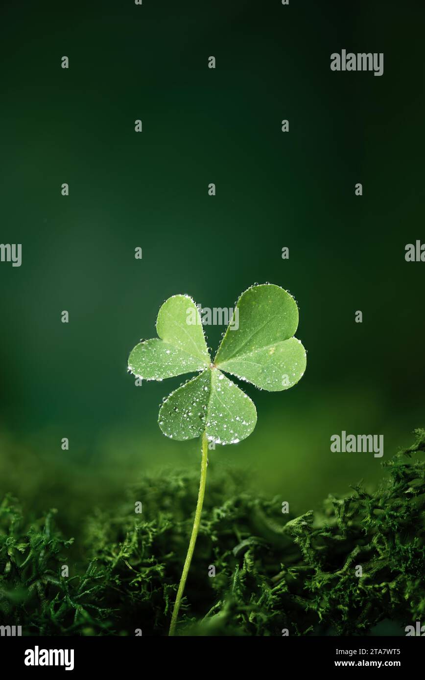 Shamrock leaf in a forest. St. Patrick's holiday greeting card. Three-leaved clover leaf as a symbol of st. Patrick's day. Stock Photo