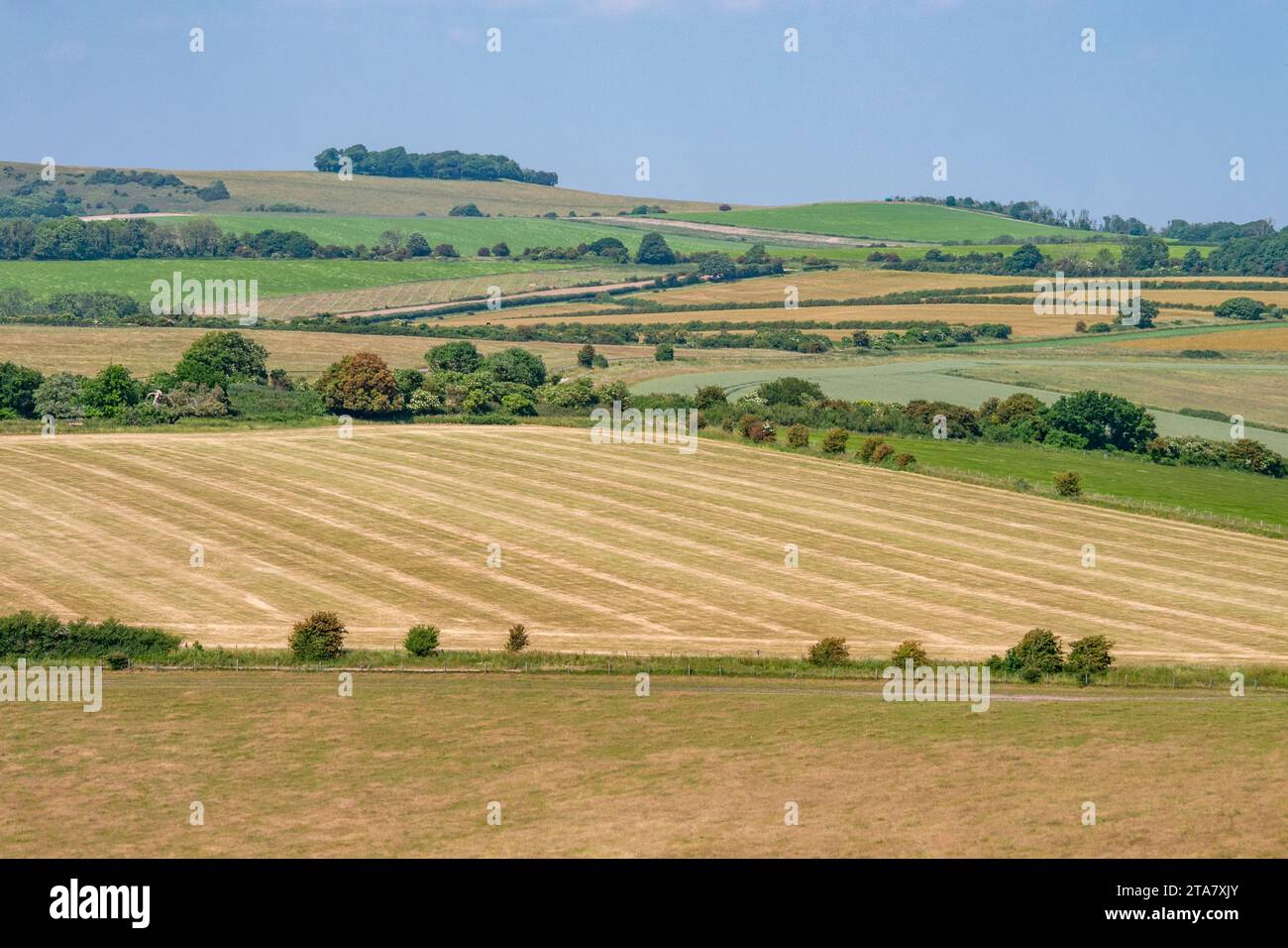 Chanctonbury Ring (clump of trees on the skyline) as viewed across open downland, from Cissbury Ring - South Downs National Park, West Sussex, UK. Stock Photo