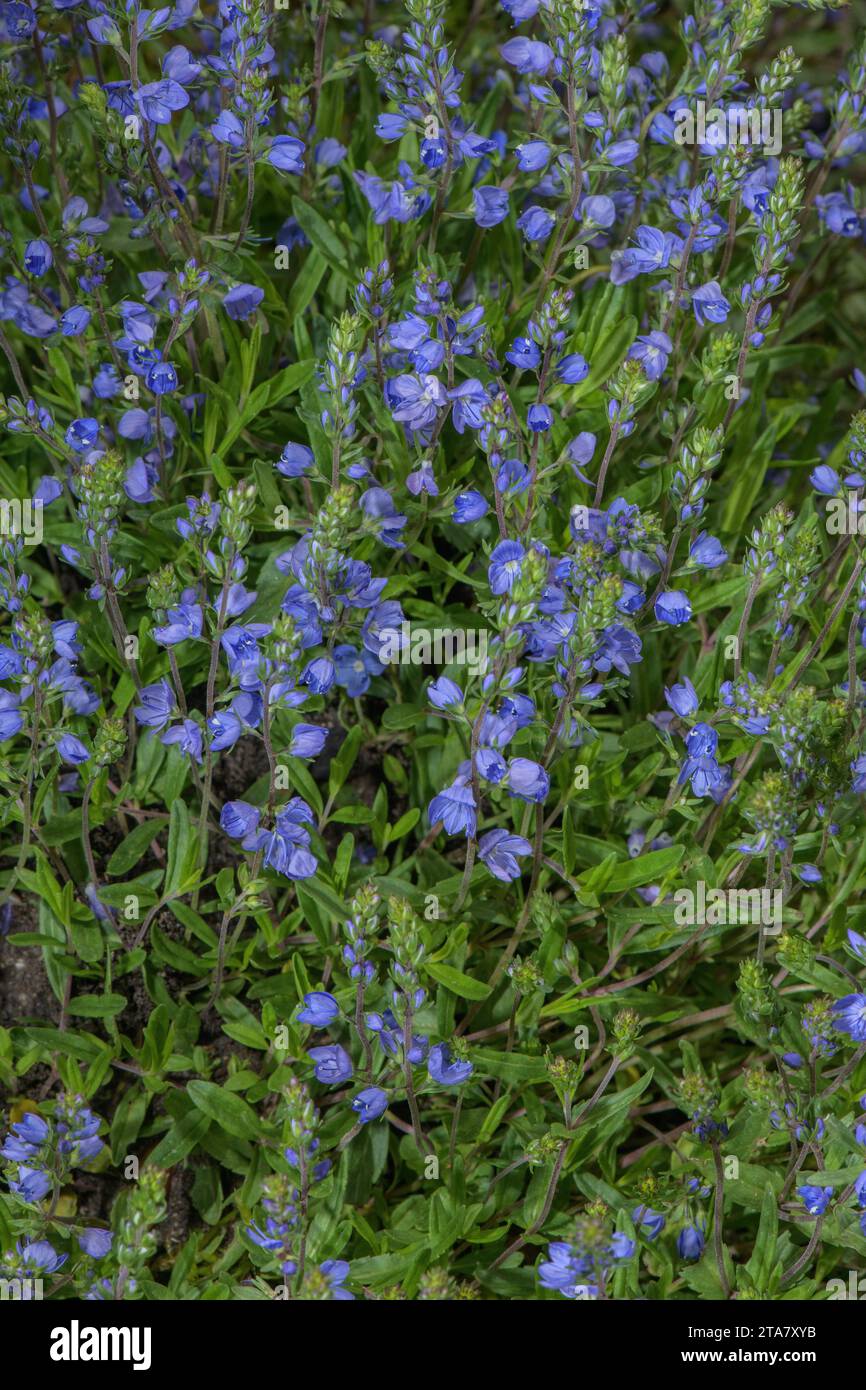 Prostrate speedwell, Veronica prostrata ssp prostrata in flower in the Alps. Stock Photo