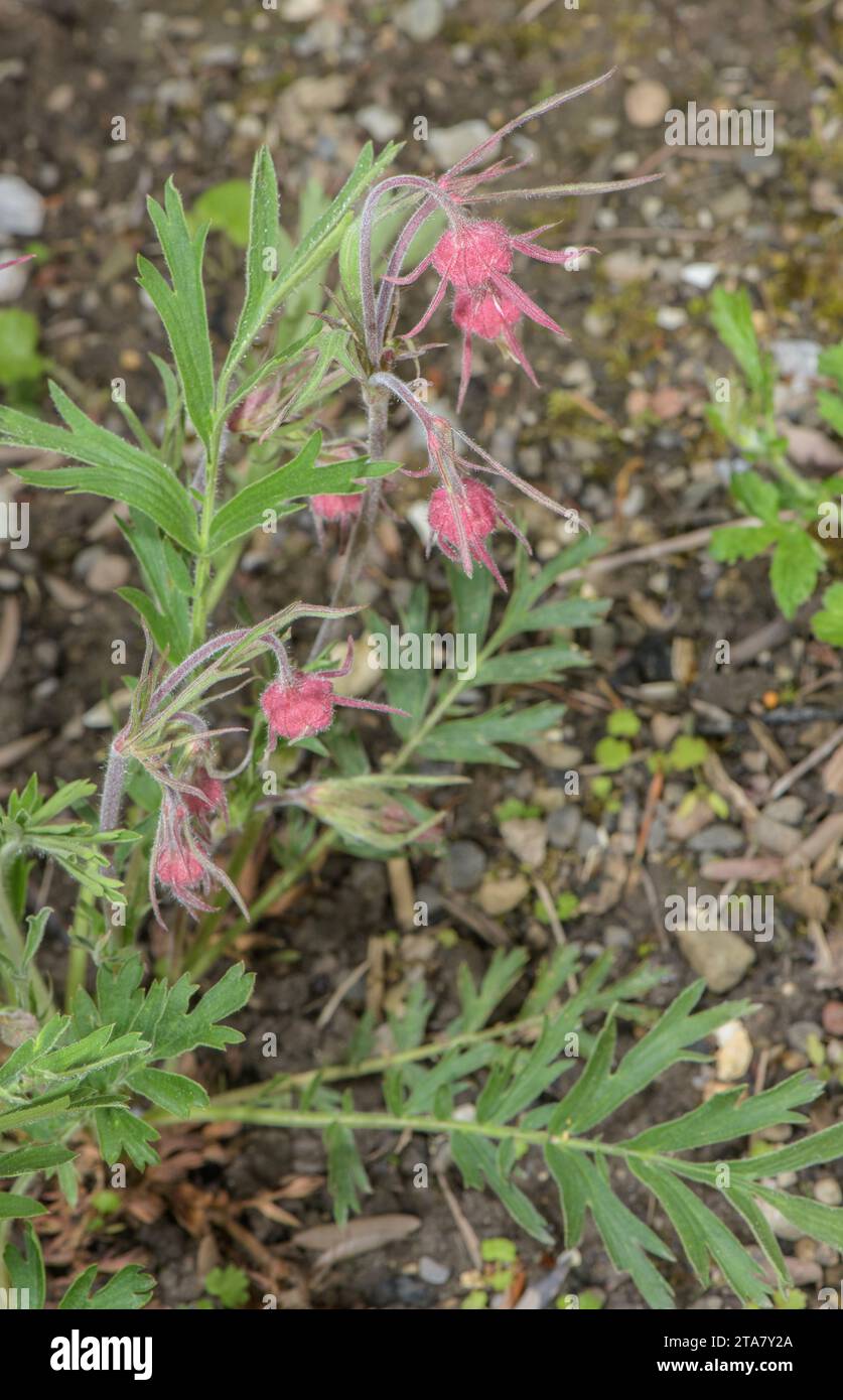 Three-flowered avens, Geum triflorum in flower. Western North America. Stock Photo