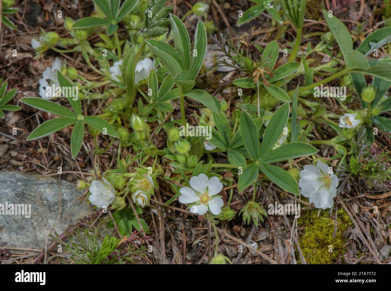 White Cinquefoil, Potentilla alba in flower in France. Stock Photo